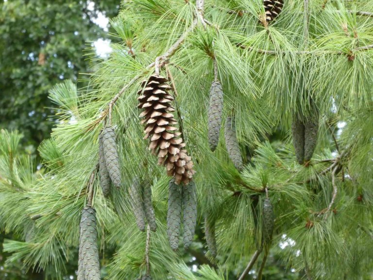 Types of Pine Trees