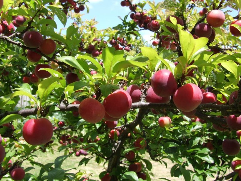 Types of Plums