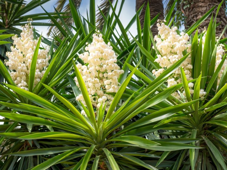 Types of Yuca Plant