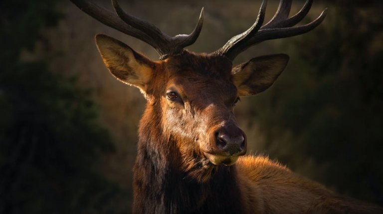 Why You Should Not Use Antler Traps