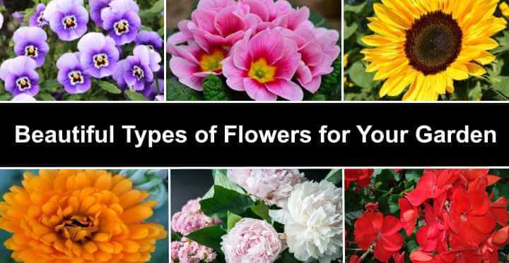 Beautiful types of flowers