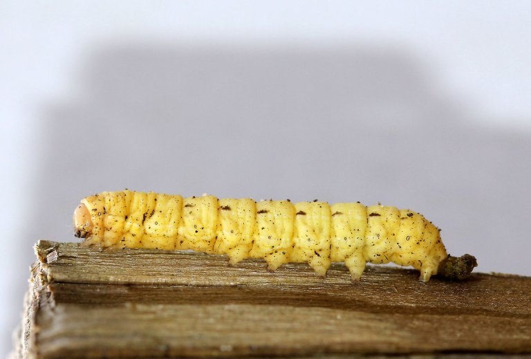 yellow caterpillar