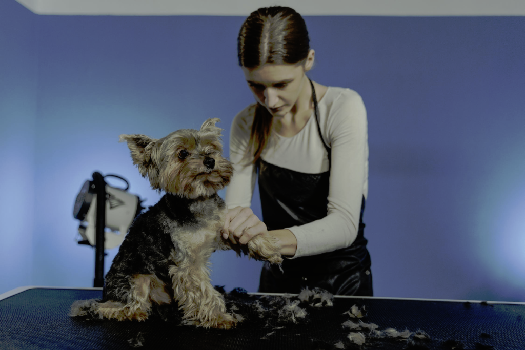 Bite-Free Grooming Sessions - How to Help Your Dog Overcome Anxiety