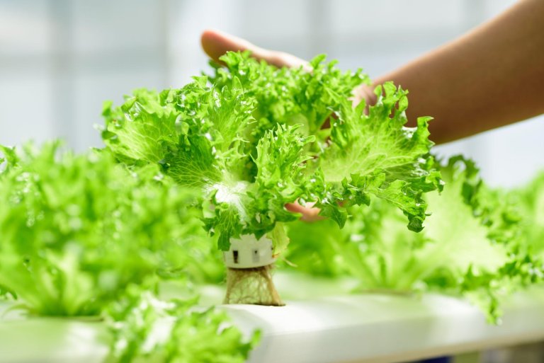 Tips for Indoor Hydroponic Gardening