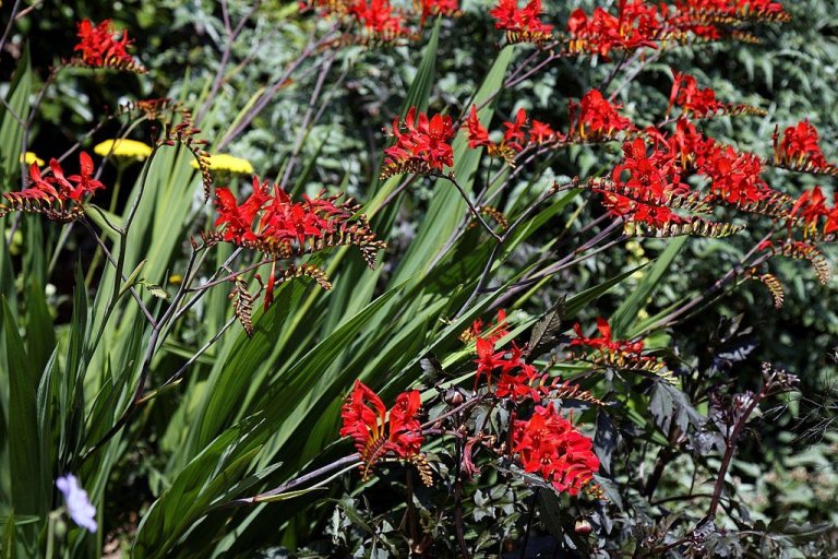 Crocosmia Crocosmiiflora Identification: A Guide to Recognizing and Appreciating the Montbretia Plant