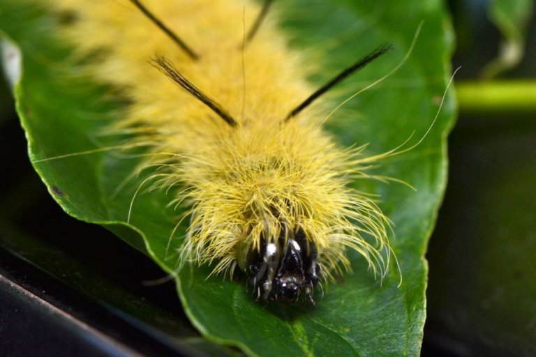 yellow caterpillar on a leaf