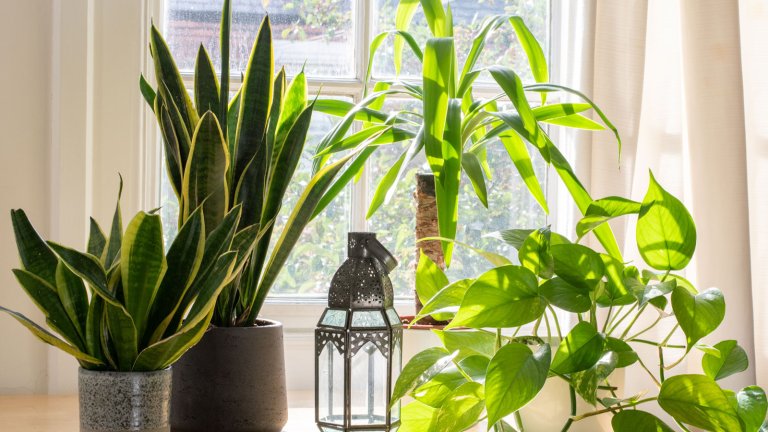 one Yucca plant and another unidentified plant, placed indoors.