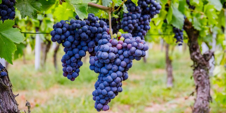 Grapes on the vine, basking in sunlight.