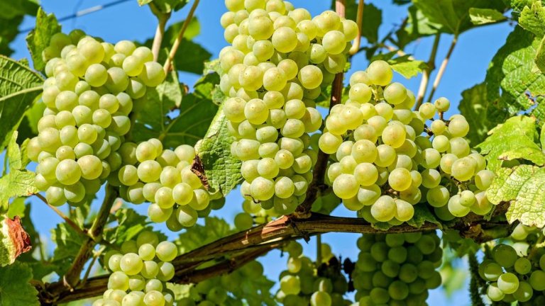 Freshly grown grapes hanging from a vine