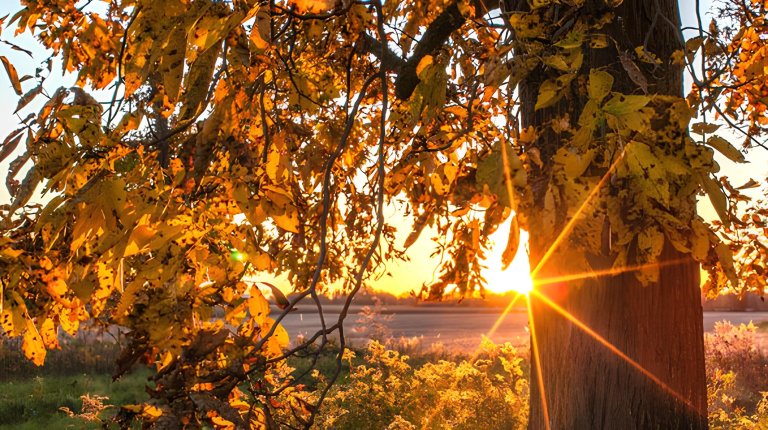 sunlight streaming through tree leaves