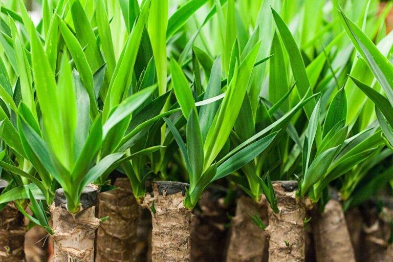 A row of young coconut trees with green leaves. Propagate Yucca Plants