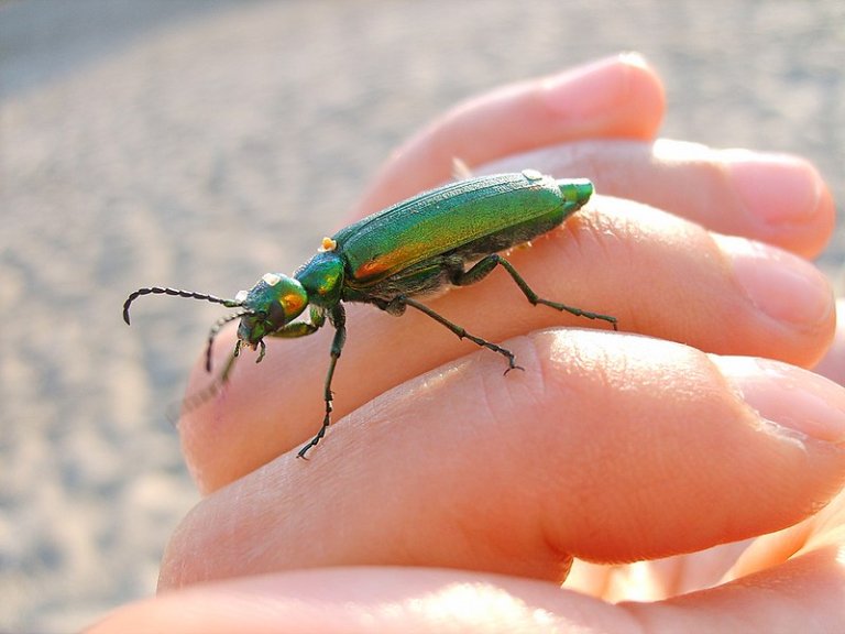 a common occurrence when wondering if it's acceptable to have beetles in your house