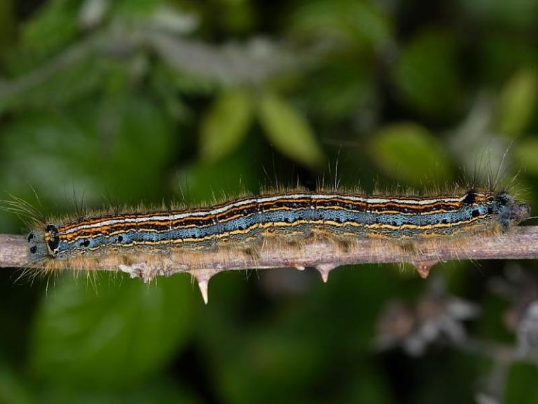 A tablet displaying a simple identification key to help users identify caterpillars efficiently