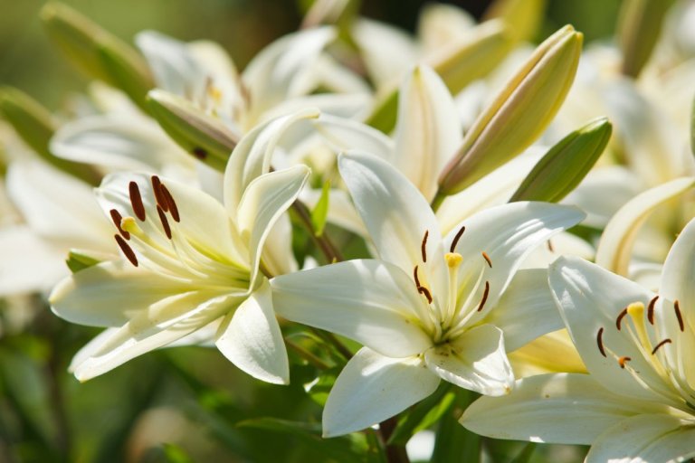 White Flowers