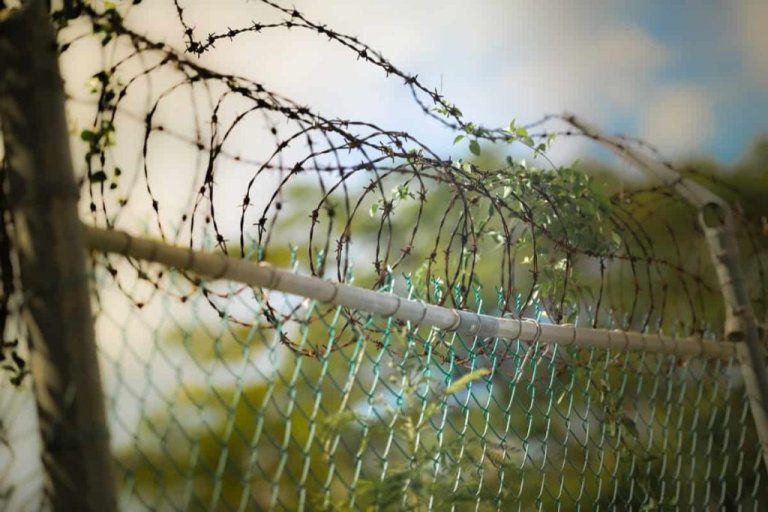 A cost-effective livestock fencing solution: a fence with barbed wire and trees in the background