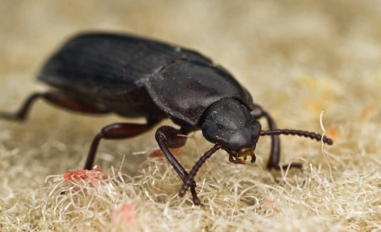 a black carpet beetle, seen on a white surface. Discover ways to eradicate them