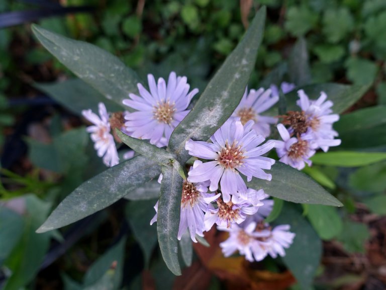 unlit bush with blooming flowers and green leaves, potential recovery from Powdery Mildew