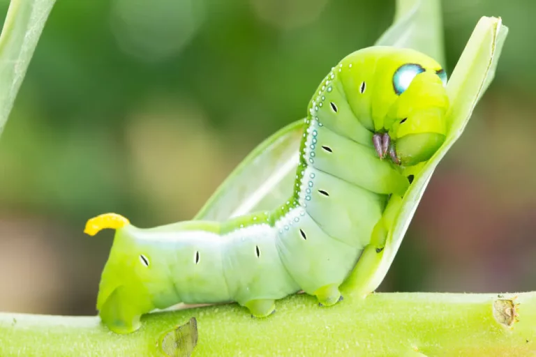 Green Caterpillar