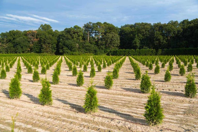 How Fast Do Pine Trees Grow