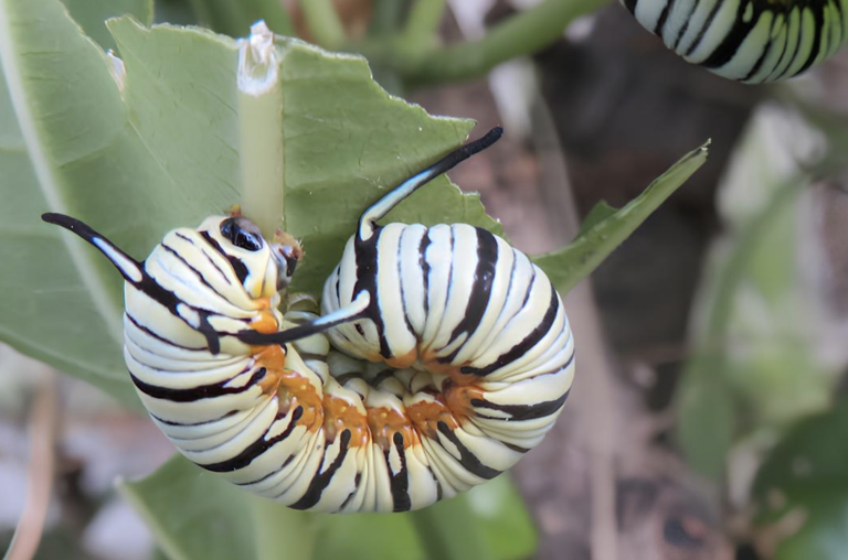 caterpillar on a leaf