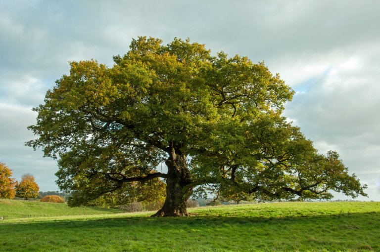 What Are 4 Main Characteristics of a Tree?