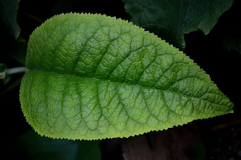 green Leaves