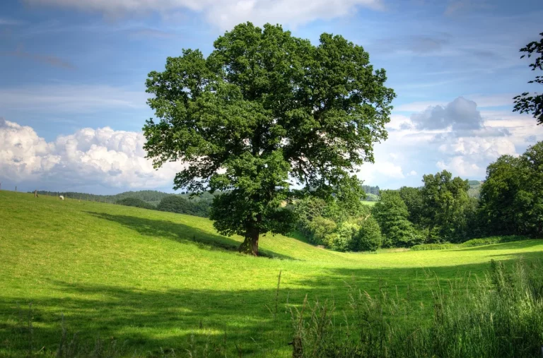 What Fraction of The World Is Covered with Grass Trees and Flower?