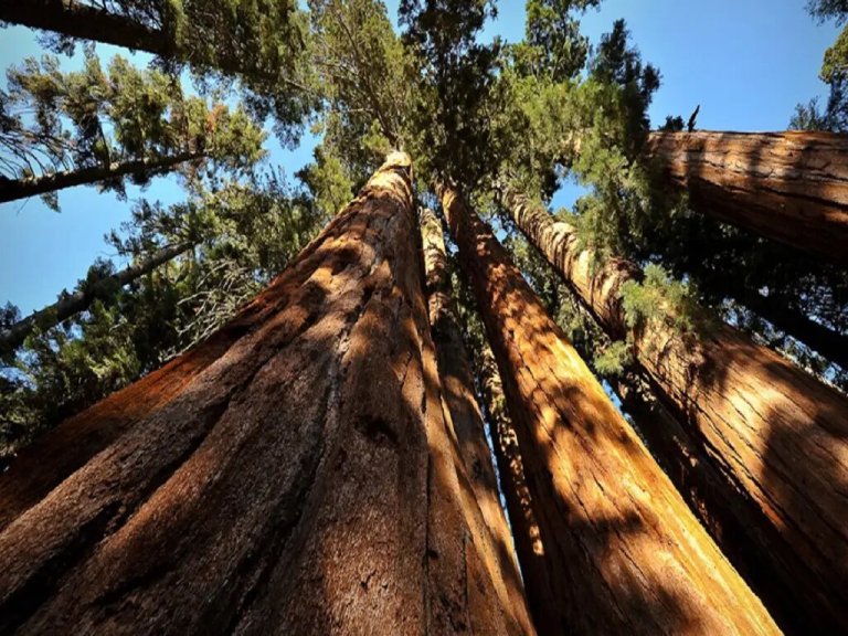 Nature's giants, the world's tallest trees, reaching for the sky in all their grandeur