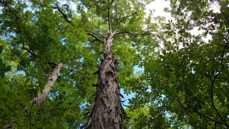 What is the Scientific Name for a Hickory Tree