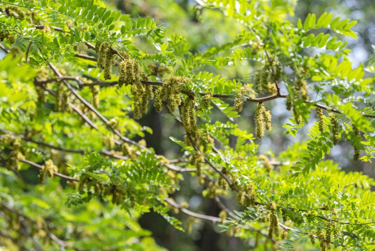 What is the lifespan of a locust tree?