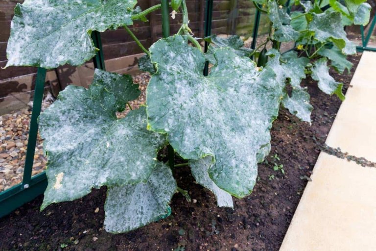 Why Are My Cucumber Leaves Turning White