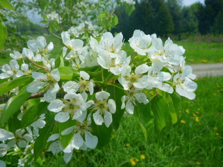 apple trees flower