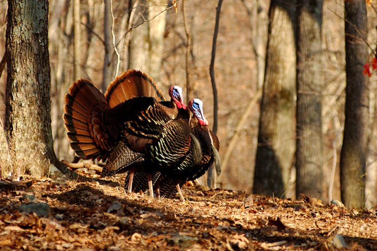 Can You Shoot a Jake Turkey in Michigan