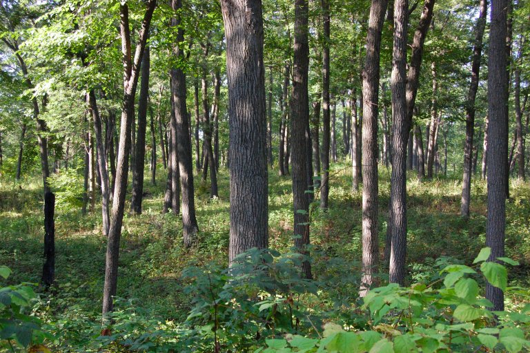 How Can You Tell the Difference Between Hickory and Oak?