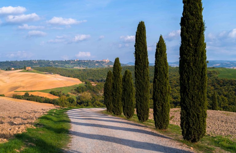 What Are the Tall Skinny Cypress Trees Called?