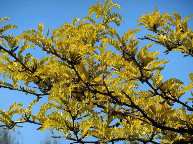 What is the difference between a locust and a black locust