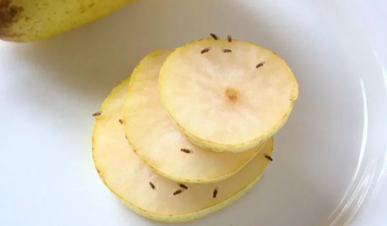 A Guide to Getting Rid of Fruit Flies